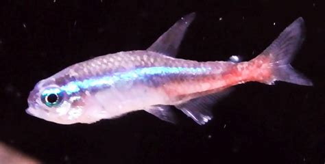 sick tetra fish